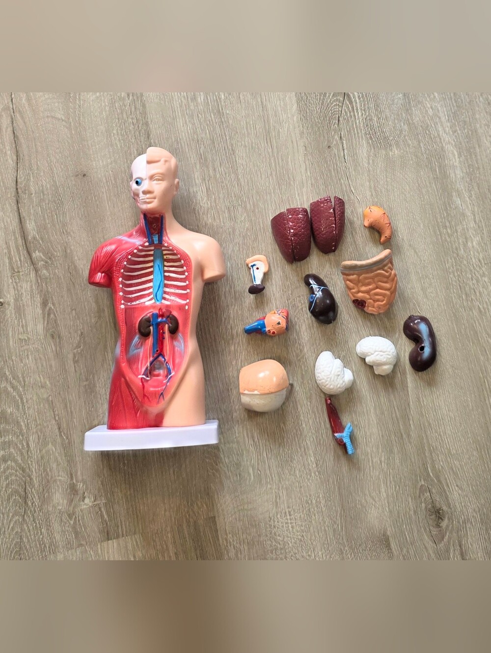 15-Part Human Torso 11in Anatomy Model Removable Organs Study Instrument